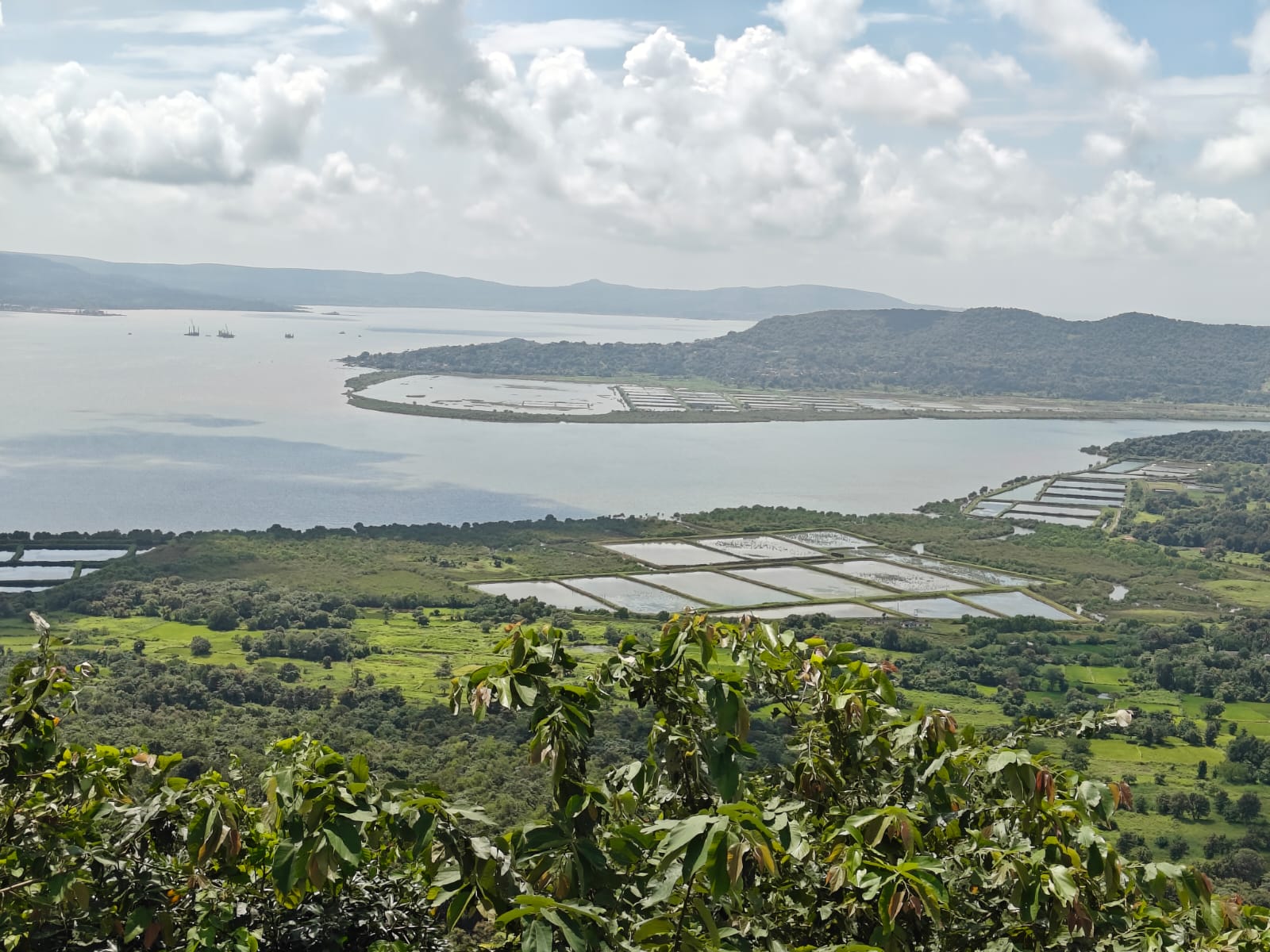 Forest Hills Tala Scenery